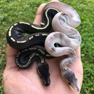 ball python