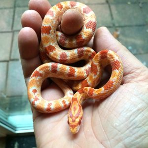 Corn snake