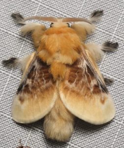 Megalopyge opercularis